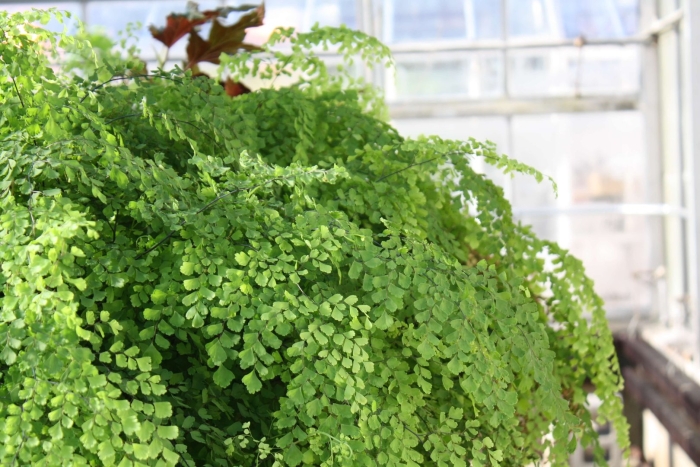 Адиантум венерин волос