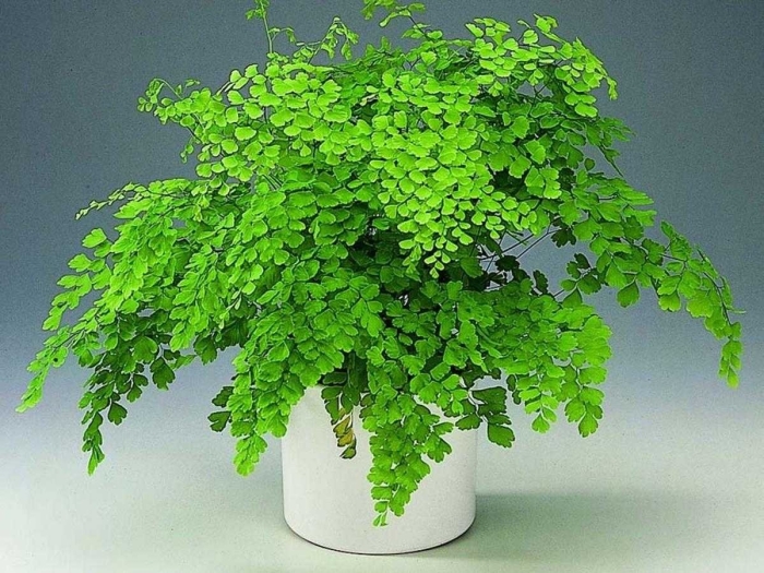 Папоротник адиантум венерин