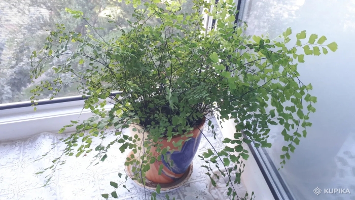 Адиантум венерин волос растение