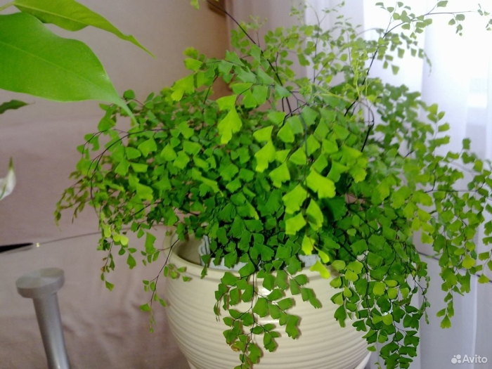 Адиантум венерин
