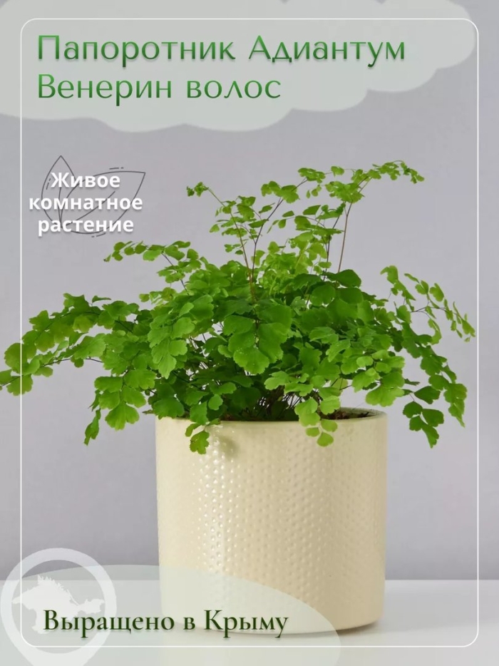 Комнатный цветок венерин волос