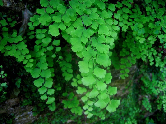 Адиантум gracillimum