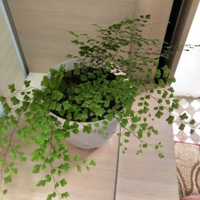 Папоротник волосы венеры