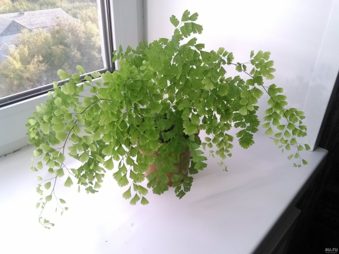 Папоротник адиантум