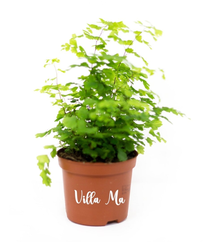 Адиантум raddianum fragrans