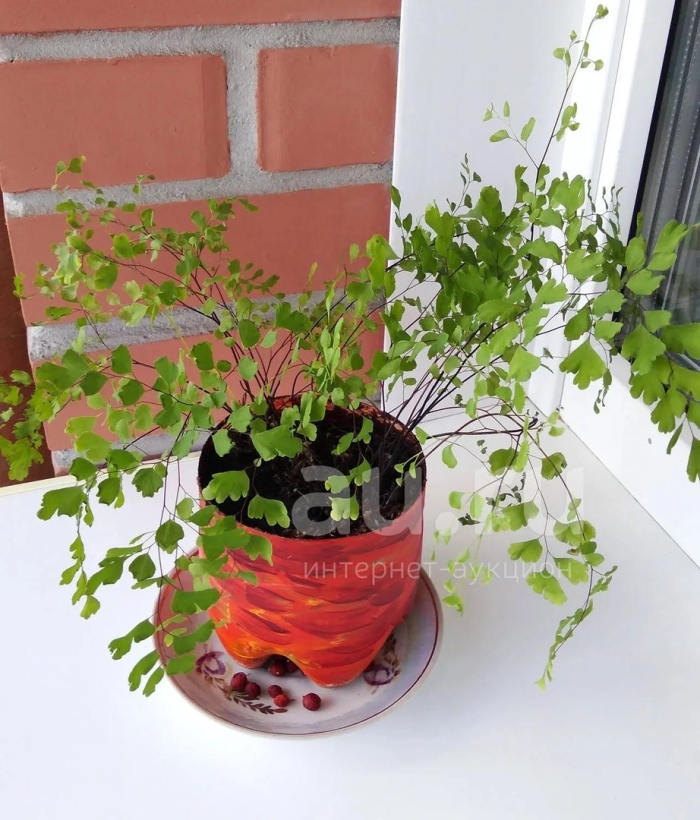 Адиантум венерин волос