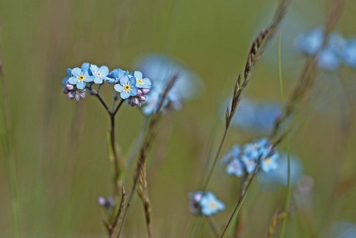 Незабудка полевая myosotis arvensis