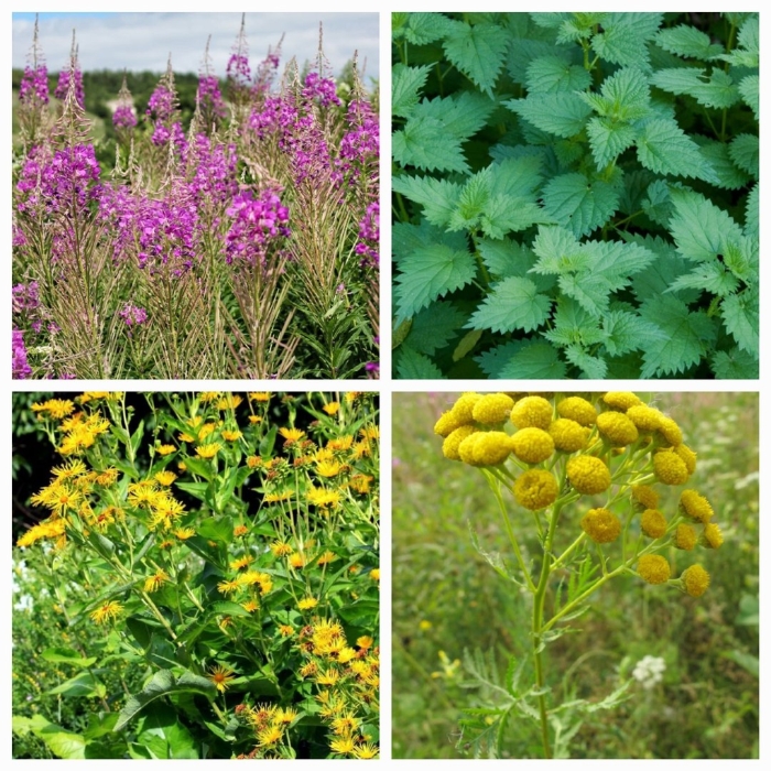 Лекарственные растение