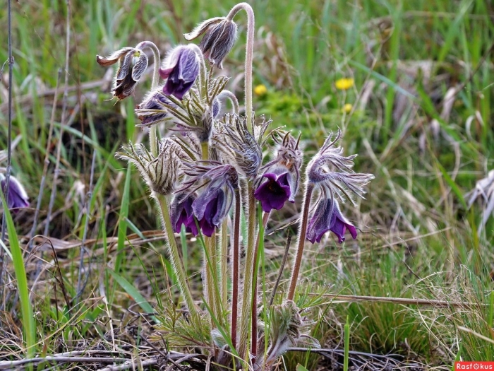 Травянистые растения башкортостана