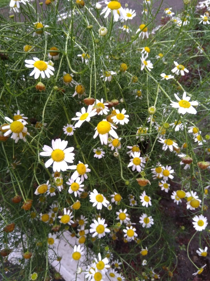 Ромашка аптечная matricaria chamomilla