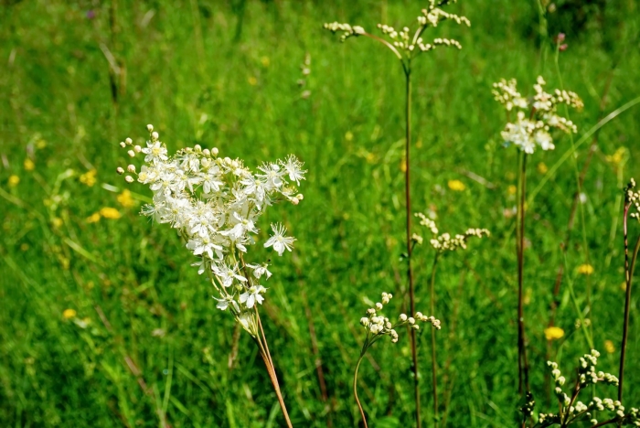 Таволга обыкновенная filipendula vulgaris