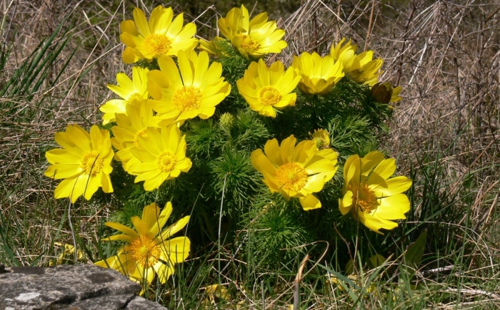 Адонис весенний горицвет