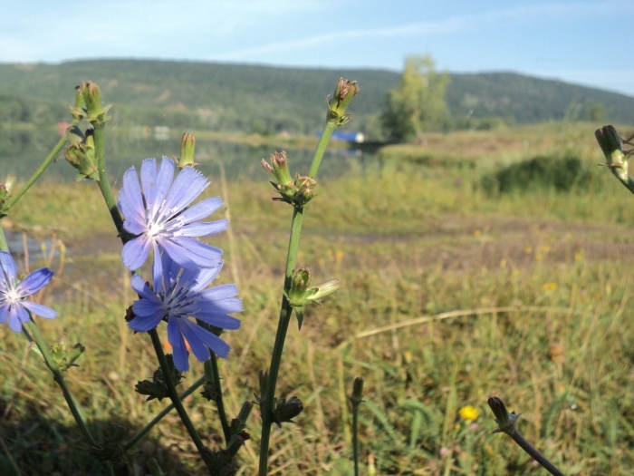 Цикорий цветок фотографии
