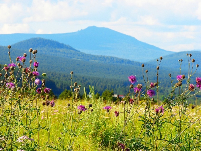Субальпийские луга басеги