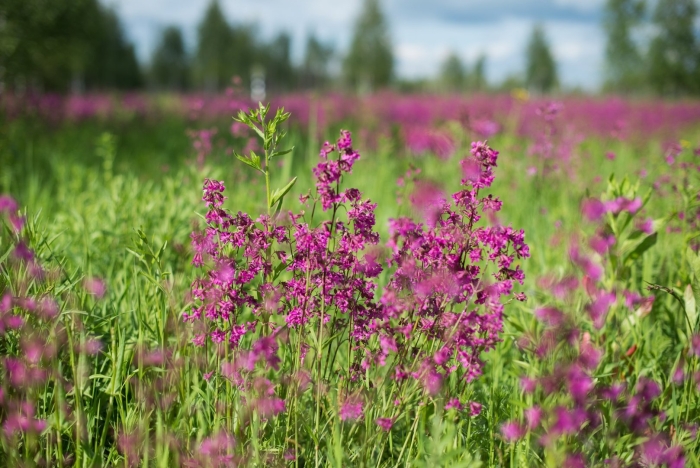 Смолка обыкновенная viscaria vulgaris