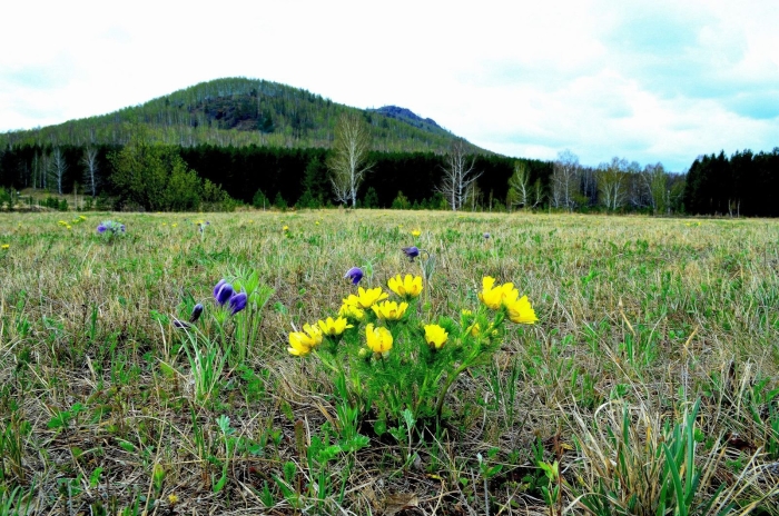 Флора башкортостана лекарственных растений
