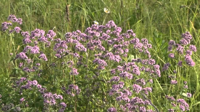 Зверобой душица чабрец