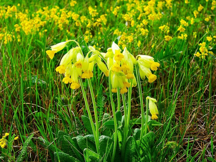 Примула первоцвет весенний