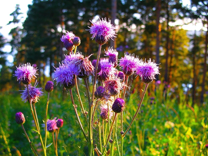 Цветок чертополох