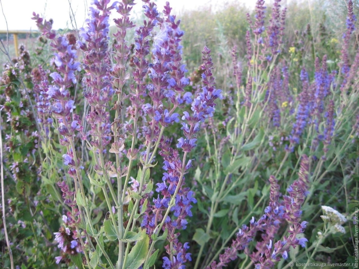 Шалфей прутьевидный