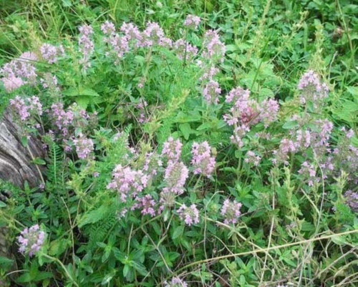 Чабрец полевой