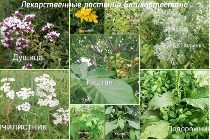 Лекарственные травы башкортостана