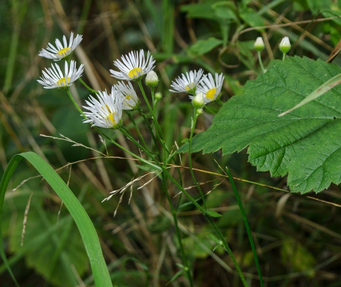 Мелколепестник канадский erigeron canadensis
