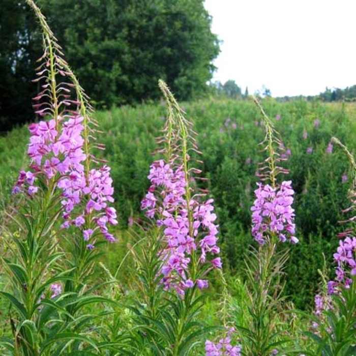 Иван чай узколистный