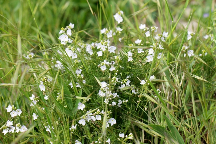 Лечебная трава