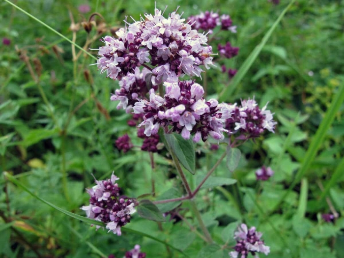 Душица обыкновенная орегано