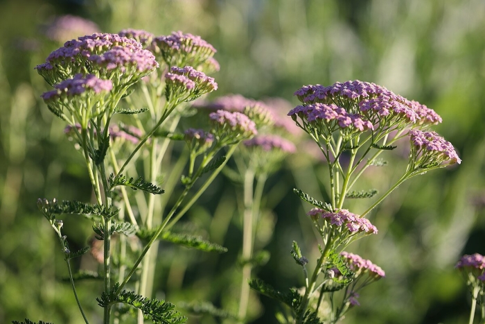 Achillea millefolium cerise queen