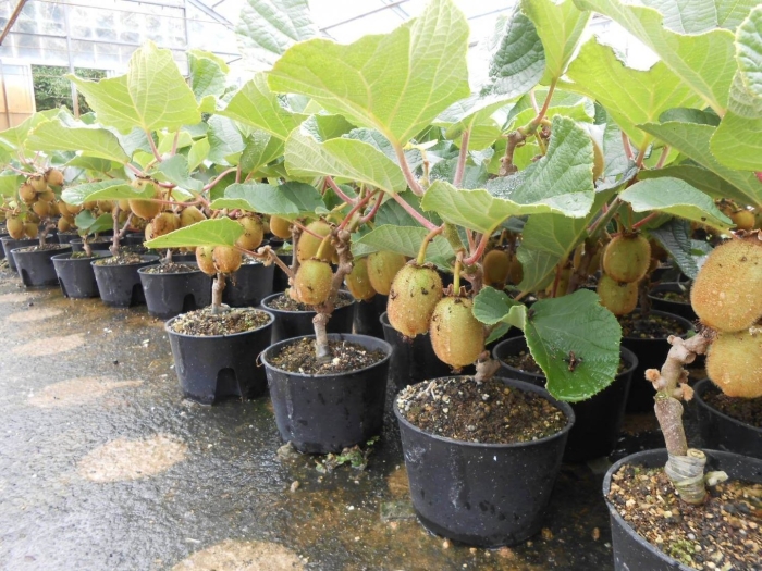 Актинидия росток