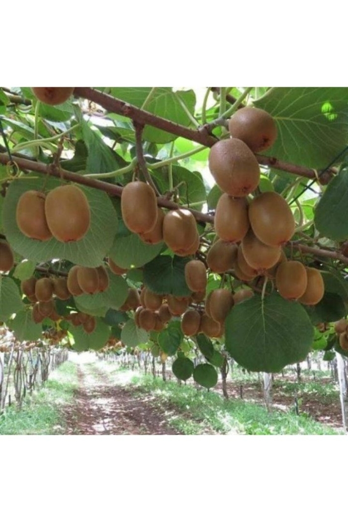 Киви кучатлари