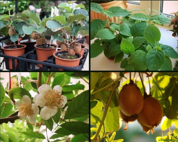 Актинидия росток