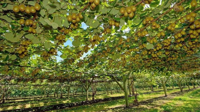 Киви дерево