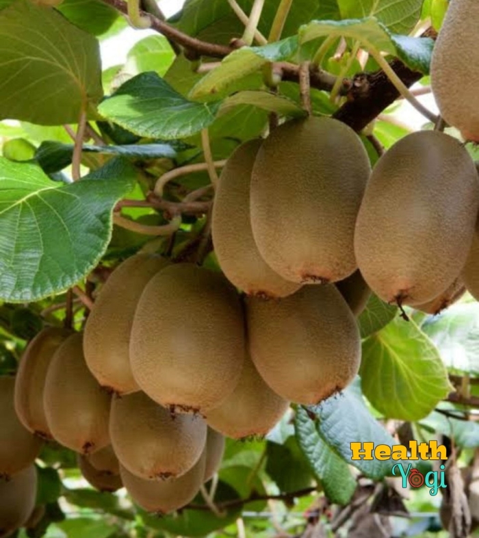 Актинидия деликатесная