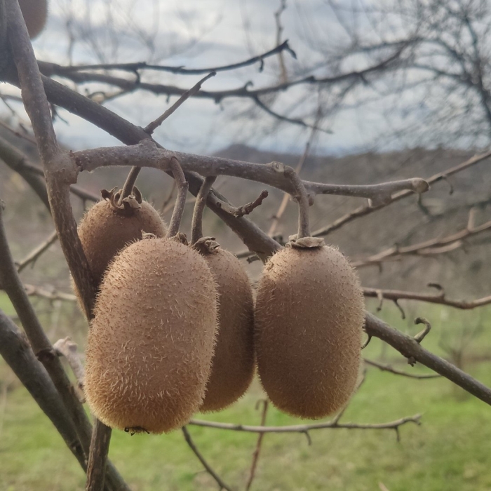 Чебуки киви