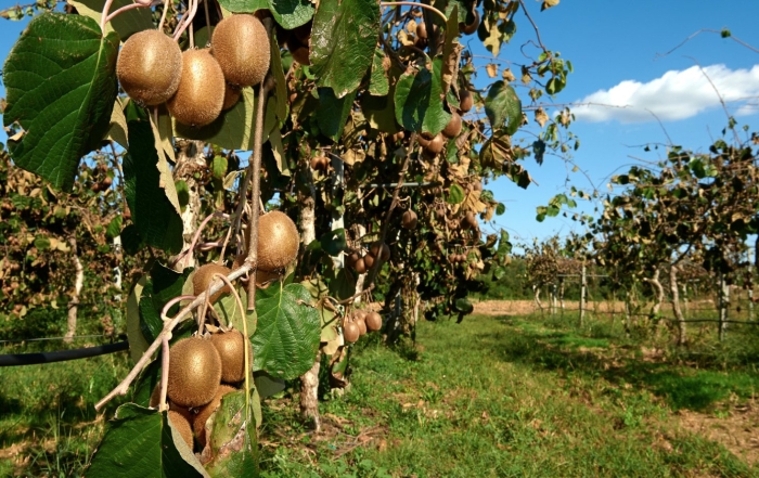 Сорт киви бруно