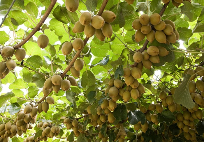 Родина киви фрукта