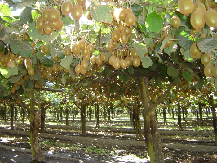 Актинидия полигамная