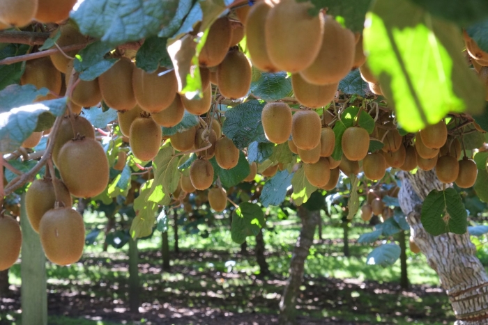 Актинидия киви плантация