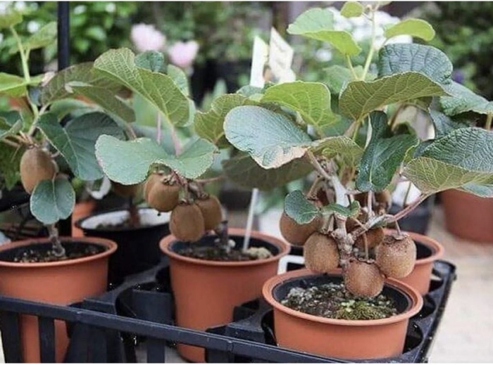 Актинидия росток