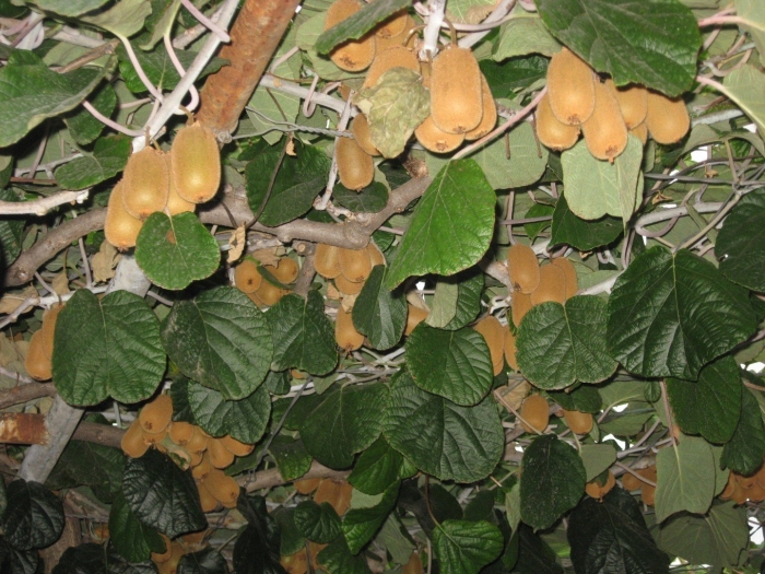 Растение киви