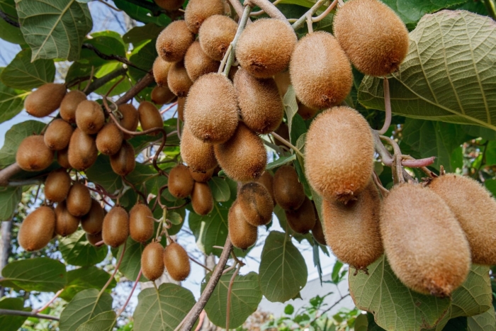 Актинидия китайская киви