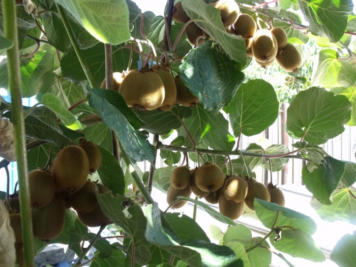 Растение киви