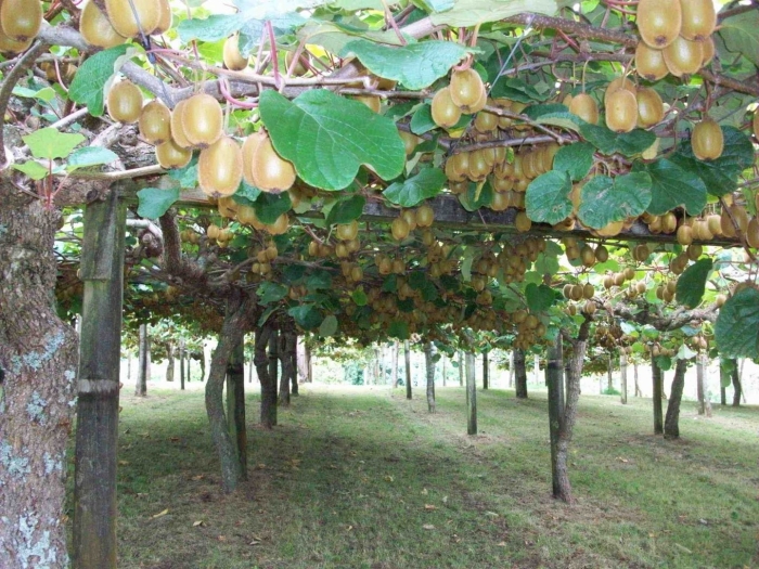 Киви растет на дереве