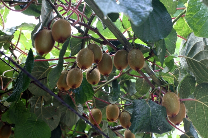 Сибирский киви актинидия