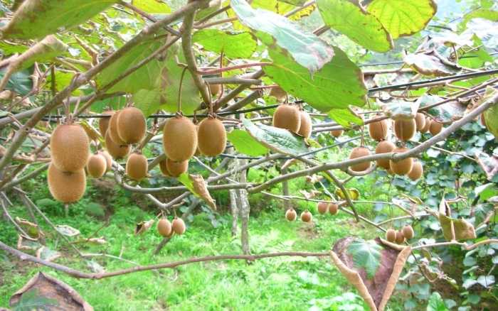 Дальневосточное киви актинидия