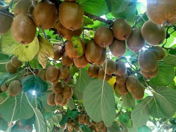 Актинидия киви