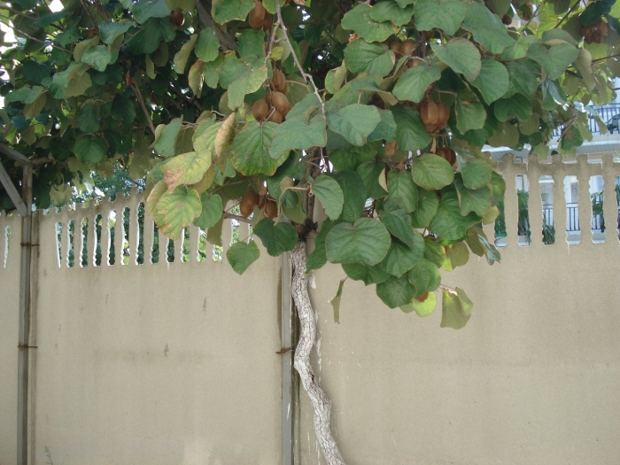 Дерево киви